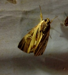 Ercheia ekeikei
