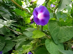 Ipomoea purpurea