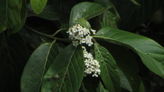 Nectandra