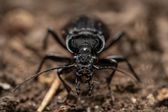 Carabus rossii