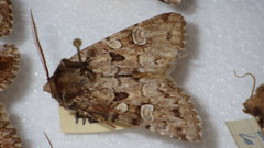 Pachetra sagittigera