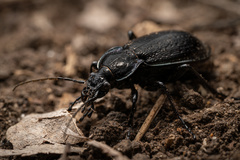Carabus rossii