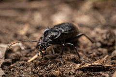 Carabus rossii