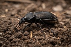 Carabus rossii