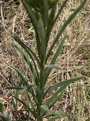 Berkheya zeyheri