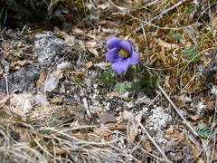 Pulsatilla ambigua