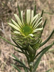 Berkheya zeyheri