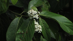 Nectandra