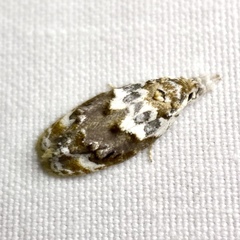 Piloprepes gelidella