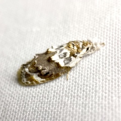 Piloprepes gelidella
