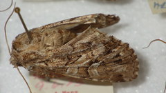 Pachetra sagittigera