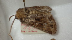 Pachetra sagittigera