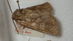 Pachetra sagittigera