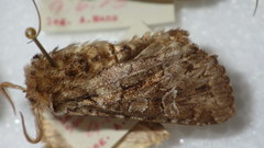 Pachetra sagittigera