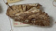 Pachetra sagittigera