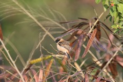 Saxicola maurus