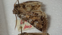 Pachetra sagittigera