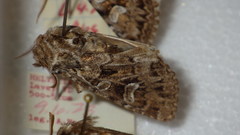 Pachetra sagittigera