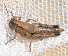 Melanoplus texensis