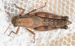 Melanoplus texensis