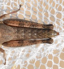 Melanoplus texensis