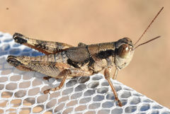 Melanoplus texensis