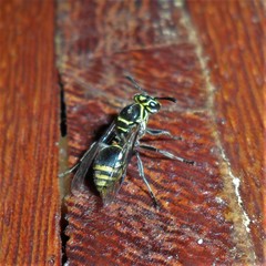 Protonectarina sylveirae