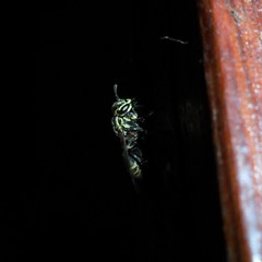 Protonectarina sylveirae