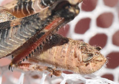 Melanoplus texensis