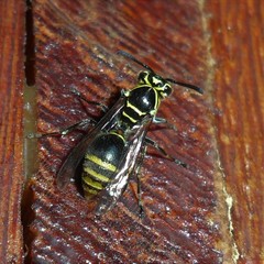 Protonectarina sylveirae