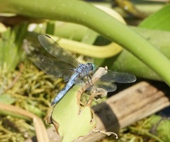 Pachydiplax longipennis