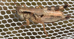 Melanoplus texensis