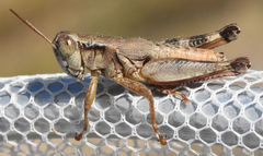 Melanoplus texensis