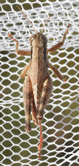 Melanoplus texensis
