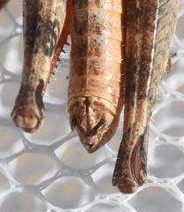 Melanoplus texensis