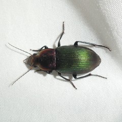 Neoaulacoryssus speciosus
