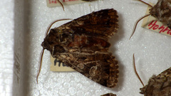 Pachetra sagittigera
