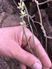 Hesperantha radiata
