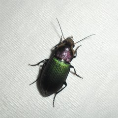 Neoaulacoryssus speciosus