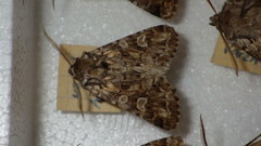 Pachetra sagittigera