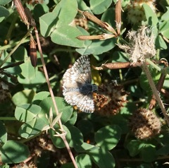 Burnsius communis