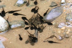 Rana amurensis