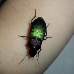 Neoaulacoryssus speciosus