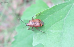 Deraeocoris brachialis