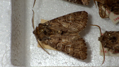 Pachetra sagittigera