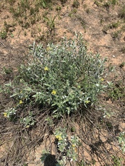 Lasiosiphon splendens