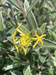 Lasiosiphon splendens