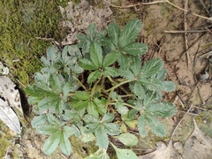 Potentilla kleiniana
