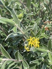 Lasiosiphon splendens