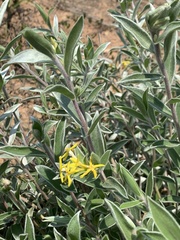 Lasiosiphon splendens